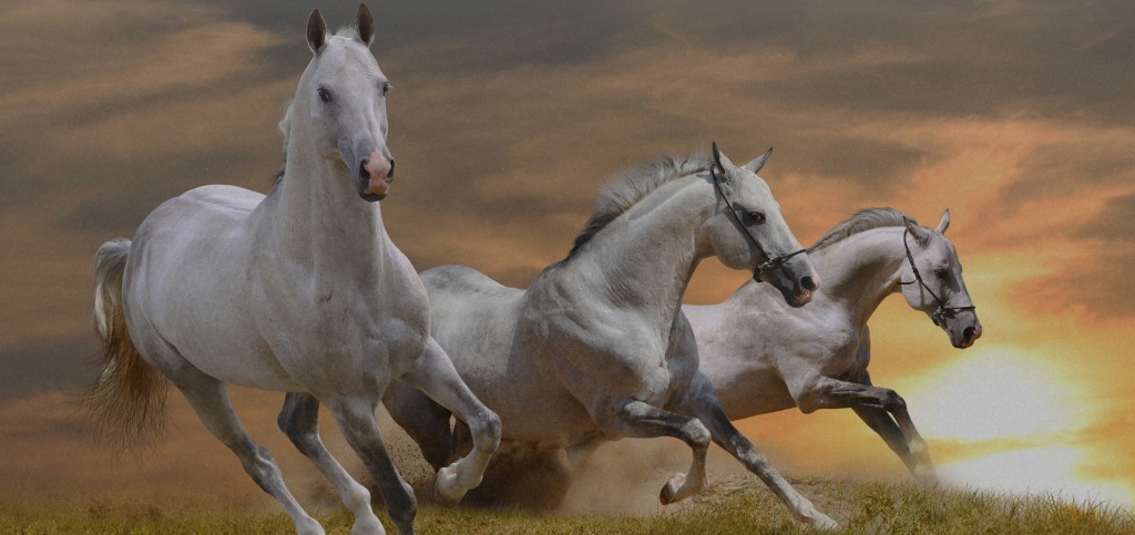 horse banner