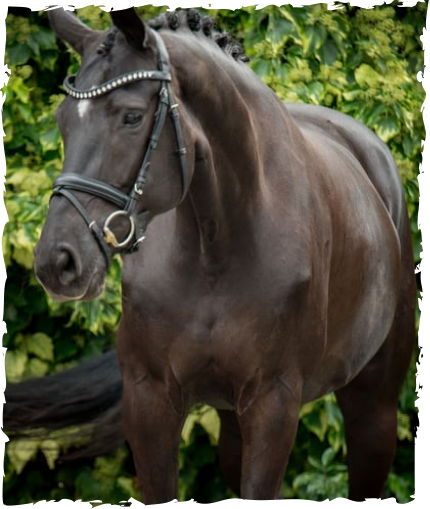 Our Mares HILLTOP STABLES