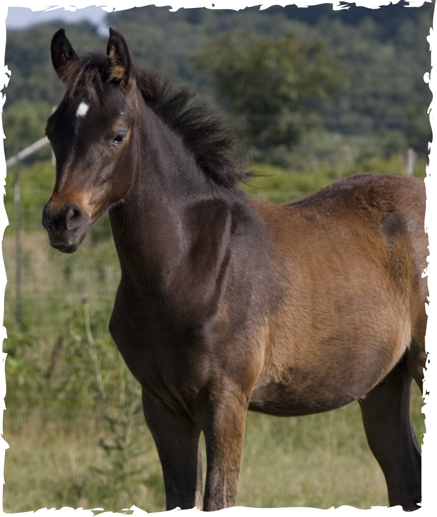 Horse In Training HILLTOP STABLES