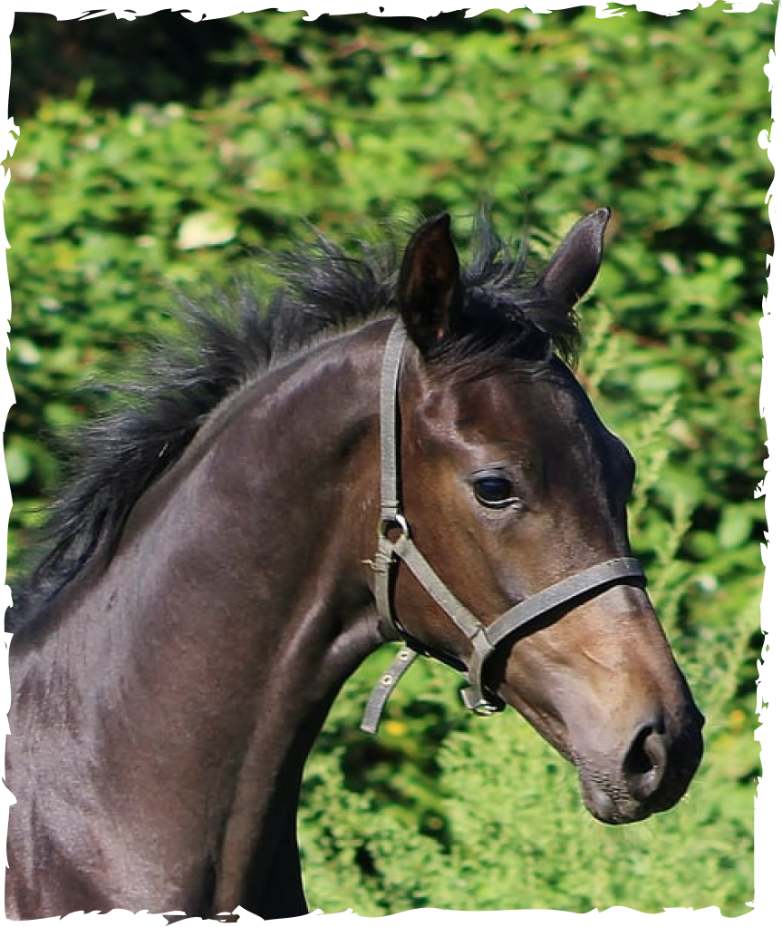 Our Mares HILLTOP STABLES