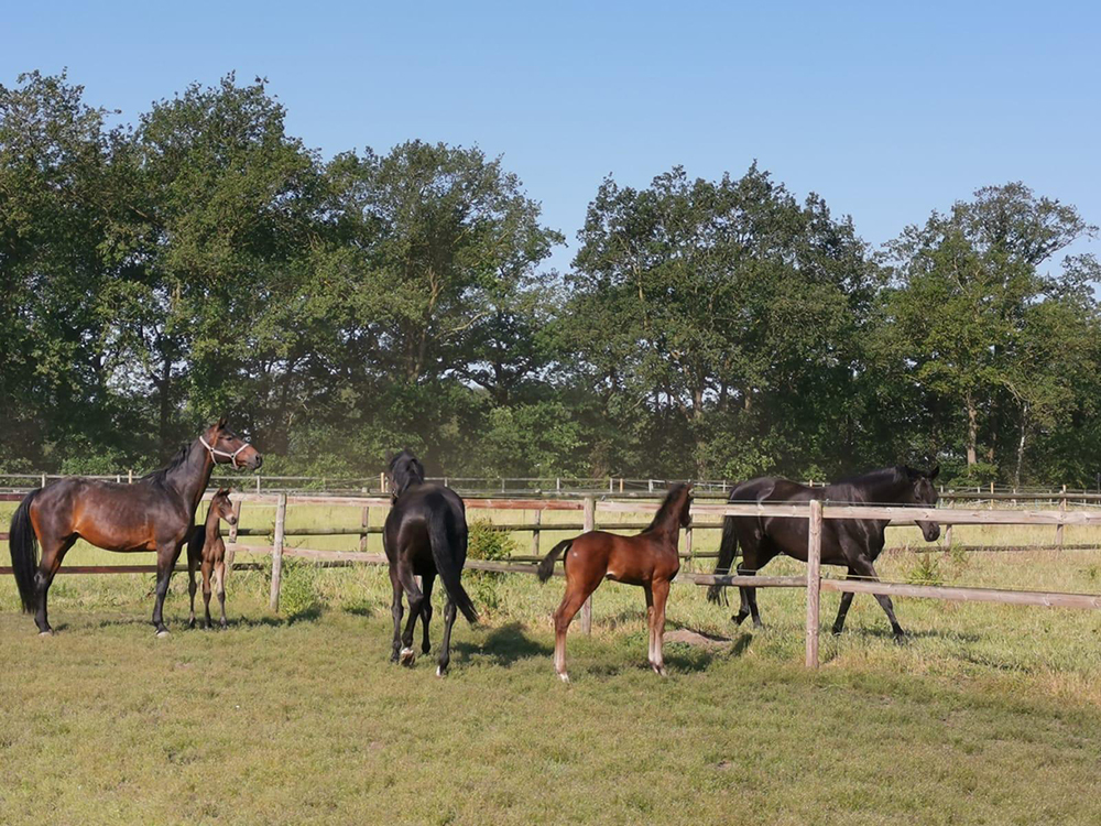Photo Gallery HILLTOP STABLES