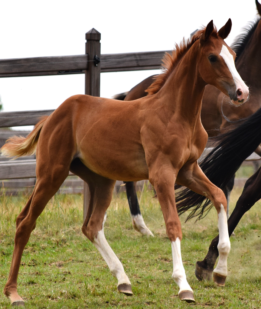 Vienna horse