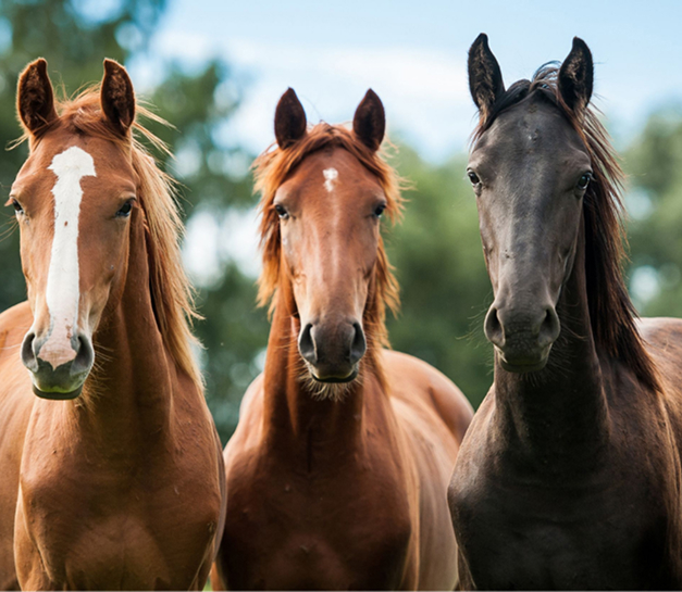 horse about image