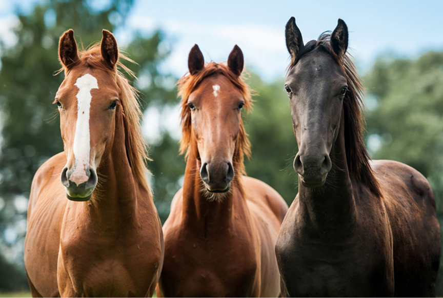 Hilltop Stables horse