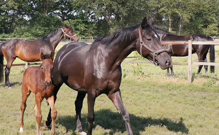 Hilltop Stables horse